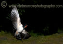 Swallow in mid-flight.